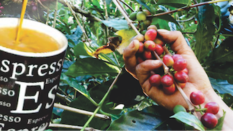 Recolectando granos de cafe